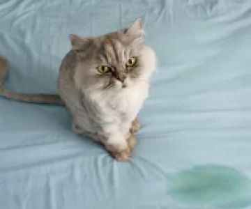 What to Do When Your Cat is Peeing Everywhere: Solutions and Tips