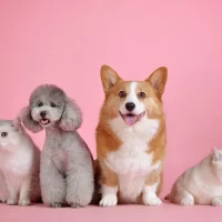 Pet Care for Dogs with Allergies: Managing Symptoms and Providing Relief
