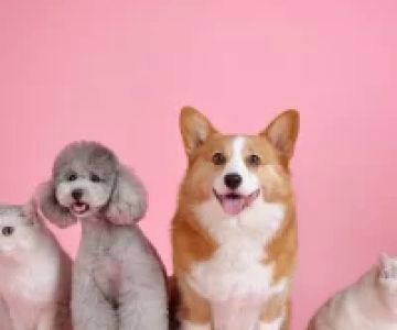 Pet Care for Dogs with Allergies: Managing Symptoms and Providing Relief