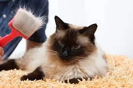 How to Deal with My Cat’s Shedding Problem?