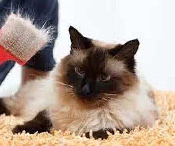 How to Deal with My Cat’s Shedding Problem?