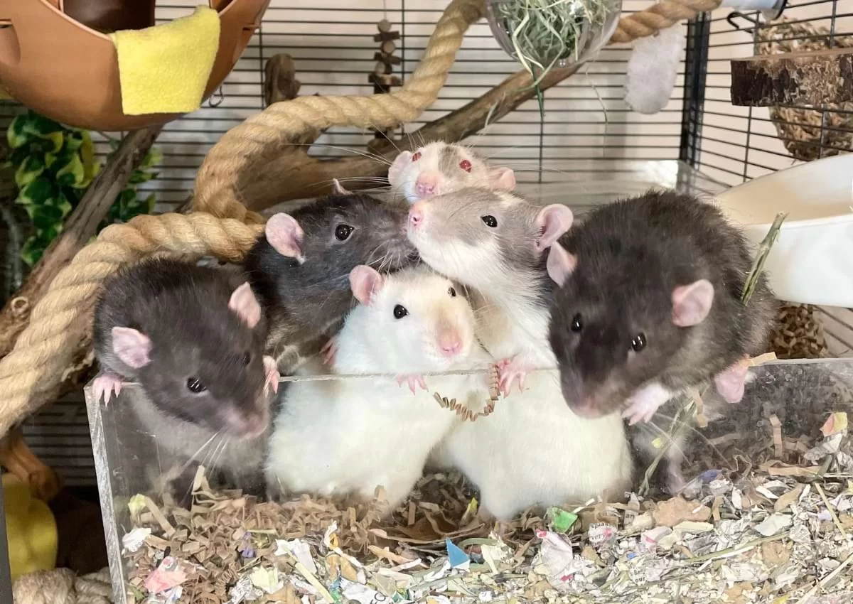 How to Make a Pet Rat’s Cage Enriching: Tips for a Happy and Healthy Pet
