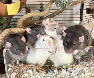 How to Make a Pet Rat’s Cage Enriching: Tips for a Happy and Healthy Pet