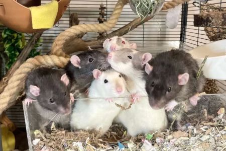 How to Make a Pet Rat’s Cage Enriching: Tips for a Happy and Healthy Pet