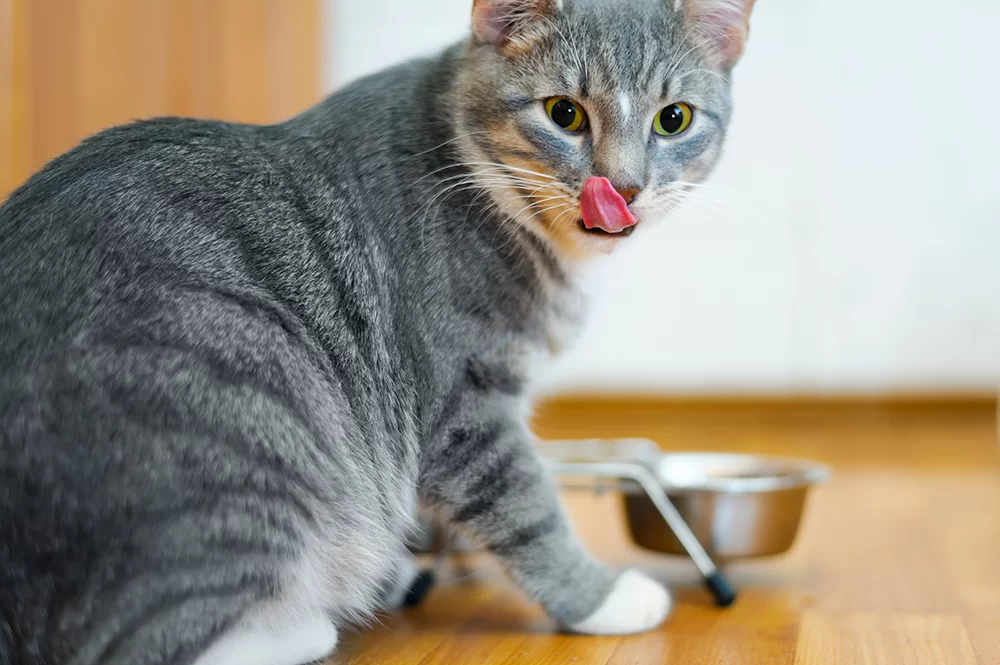 Best Natural Cat Food for Weight Loss – Top Choices for a Healthy Slimming Diet