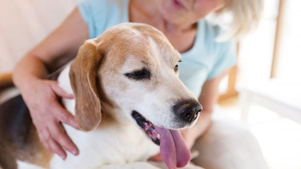 Pet Insurance for Senior Dogs – Comprehensive Coverage for Aging Pets