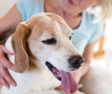 Pet Insurance for Senior Dogs – Comprehensive Coverage for Aging Pets