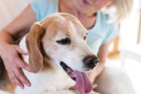 Pet Insurance for Senior Dogs – Comprehensive Coverage for Aging Pets