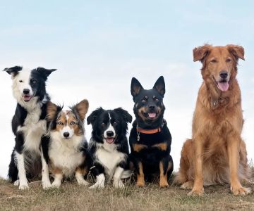 Best Dog Breeds for Active Families – Top Energetic Dogs for Your Lifestyle