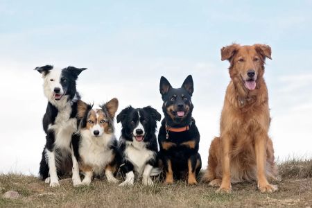 Best Dog Breeds for Active Families – Top Energetic Dogs for Your Lifestyle