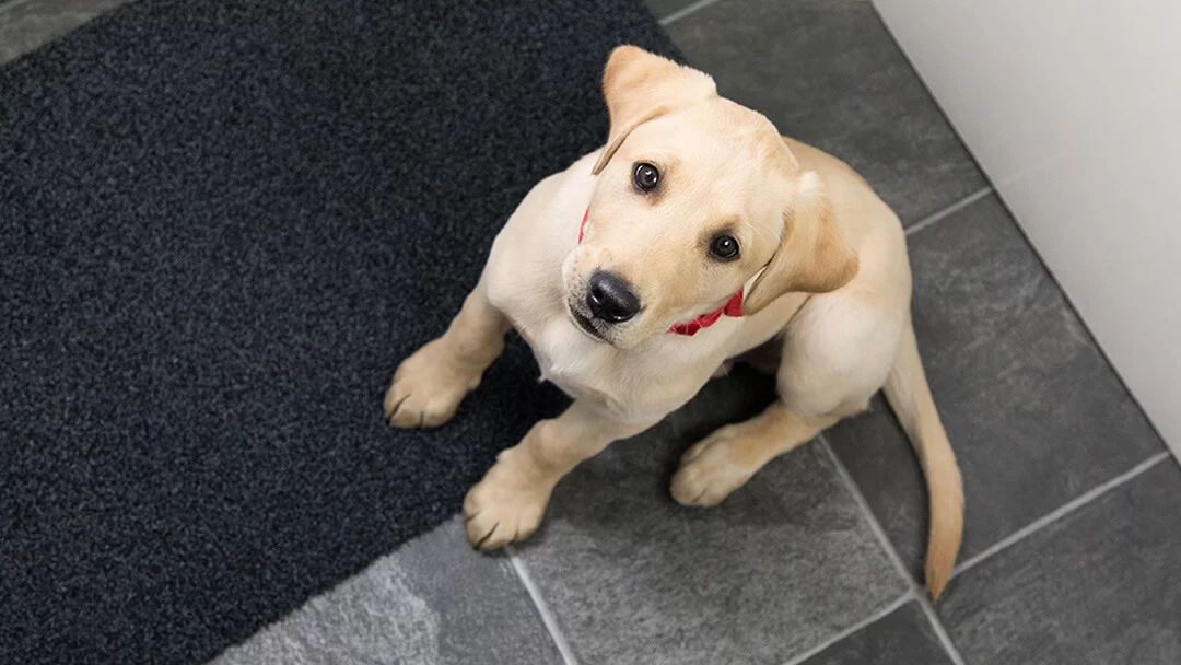 How to Train a Dog to Stop Begging – Effective Tips and Solutions