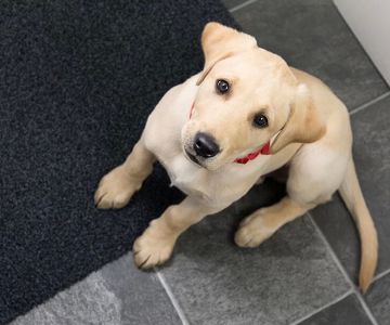 How to Train a Dog to Stop Begging – Effective Tips and Solutions