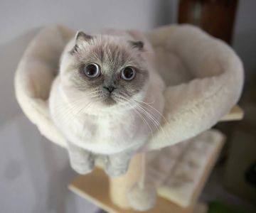 Best Cat Breeds for Apartment Living – Top Cats for Small Spaces