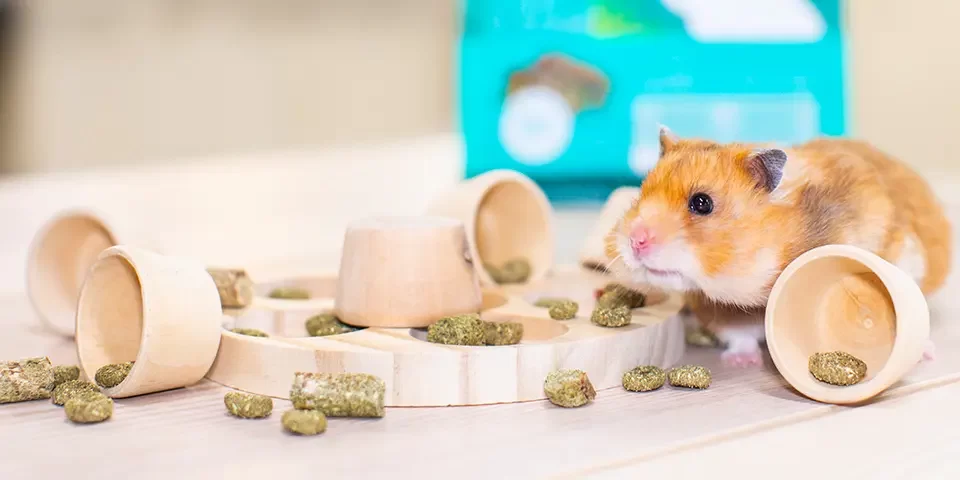 Best Hamster Toys for Mental Stimulation – Enhance Your Hamster’s Wellbeing