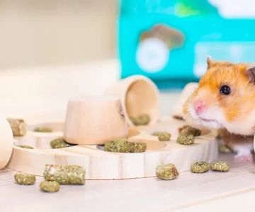 Best Hamster Toys for Mental Stimulation – Enhance Your Hamster’s Wellbeing