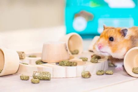 Best Hamster Toys for Mental Stimulation – Enhance Your Hamster’s Wellbeing