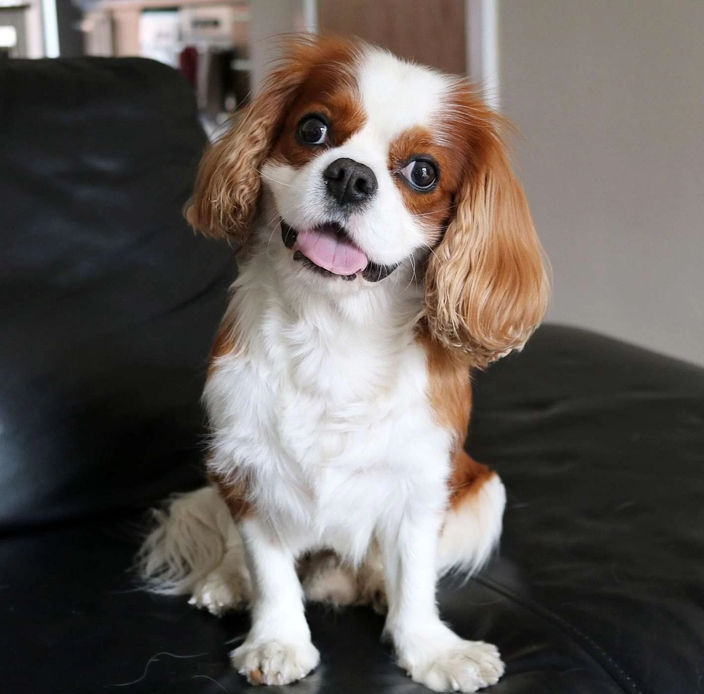 Best Small Dog Breeds for Apartment Living – Top Choices for Your Home