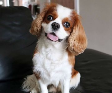 Best Small Dog Breeds for Apartment Living – Top Choices for Your Home