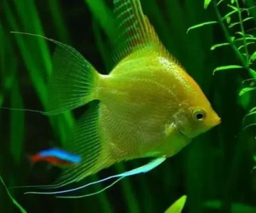 Best Aquarium Accessories for Tropical Fish – Top Picks for Your Tropical Fish Tank