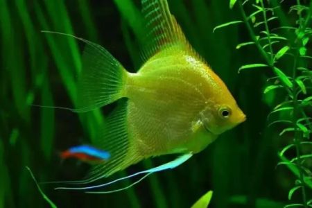 Best Aquarium Accessories for Tropical Fish – Top Picks for Your Tropical Fish Tank