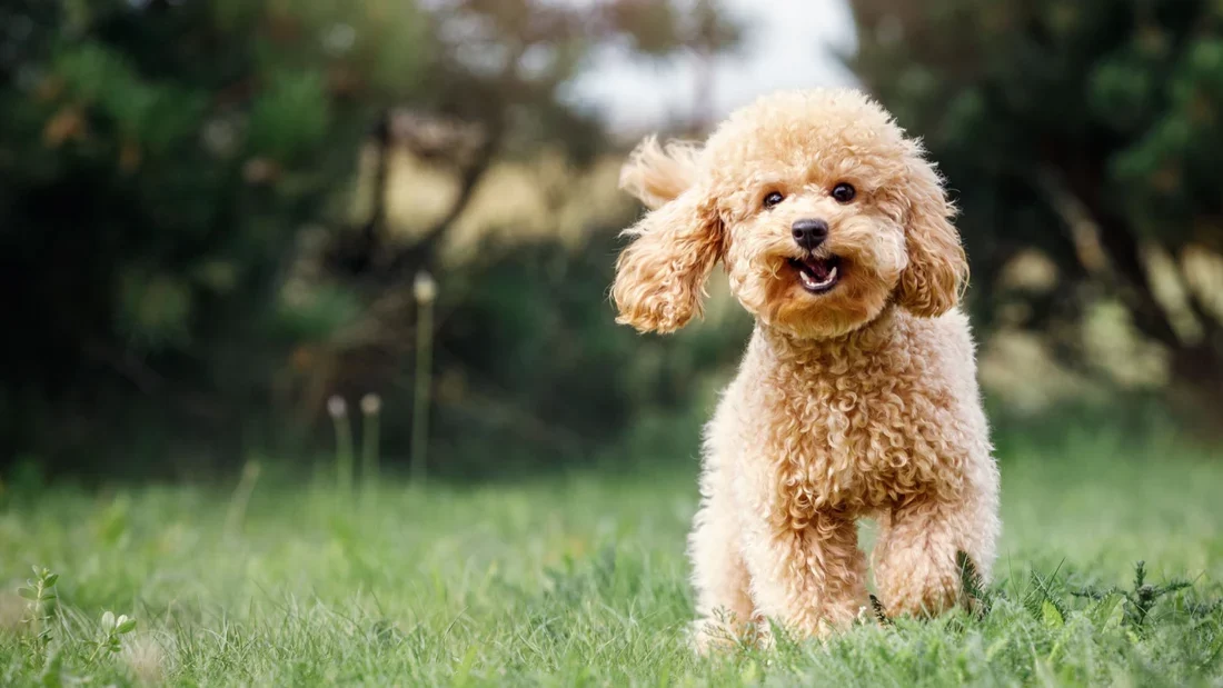Best Dog Food for Healthy Skin and Coat – Top Choices for Your Dog's Skin Health