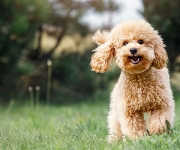 Best Dog Food for Healthy Skin and Coat – Top Choices for Your Dog's Skin Health
