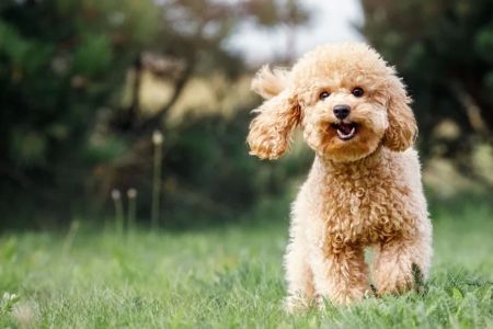 Best Dog Food for Healthy Skin and Coat – Top Choices for Your Dog's Skin Health