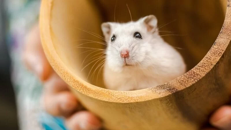 Best Hamster Toys for Fun and Exercise – Top Picks for Your Pet Hamster