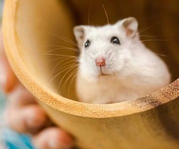 Best Hamster Toys for Fun and Exercise – Top Picks for Your Pet Hamster