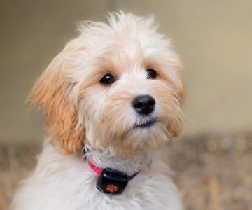 Best Dog Breeds for Allergy Sufferers – Top Hypoallergenic Dogs for Your Home