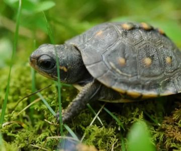 How to Care for a Turtle as a Pet – Essential Tips for a Healthy and Happy Turtle