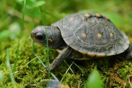 How to Care for a Turtle as a Pet – Essential Tips for a Healthy and Happy Turtle