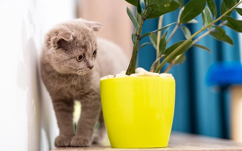 Best Pet-Friendly Indoor Plants – Safe and Beautiful Houseplants for Your Pets