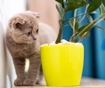Best Pet-Friendly Indoor Plants – Safe and Beautiful Houseplants for Your Pets