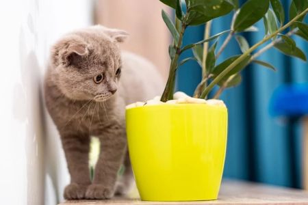 Best Pet-Friendly Indoor Plants – Safe and Beautiful Houseplants for Your Pets