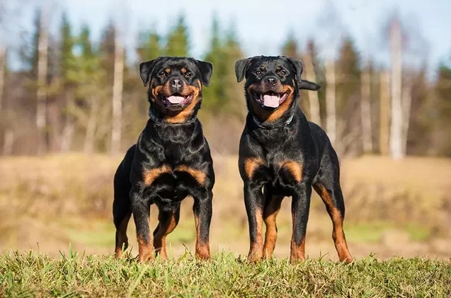 Best Dog Breeds for People with Limited Mobility – Perfect Companion Dogs