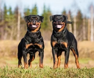 Best Dog Breeds for People with Limited Mobility – Perfect Companion Dogs