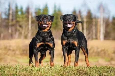 Best Dog Breeds for People with Limited Mobility – Perfect Companion Dogs