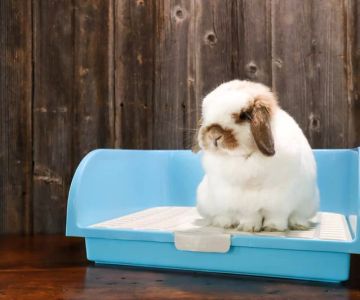 How to Train a Pet Rabbit to Use a Litter Box – Effective Litter Box Training Tips for Your Bunny