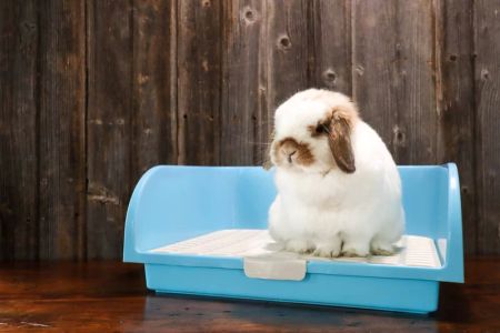 How to Train a Pet Rabbit to Use a Litter Box – Effective Litter Box Training Tips for Your Bunny