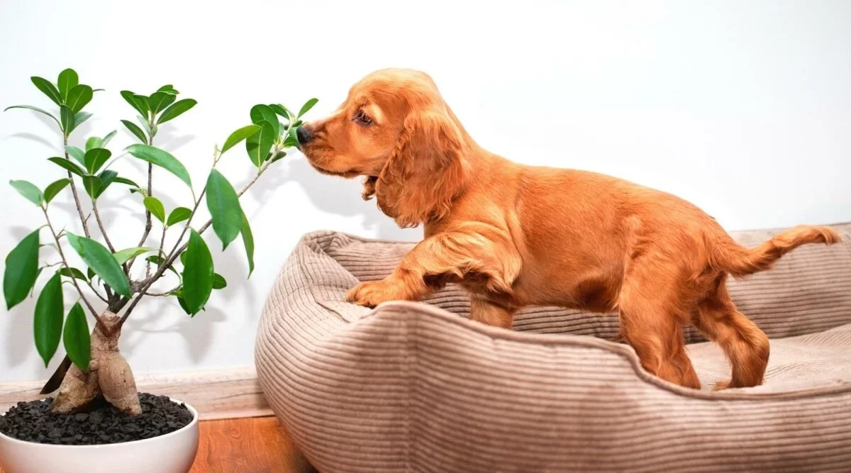 How to Prevent Your Pet from Eating Toxic Plants – Pet Safety Tips for Protecting Your Furry Friends