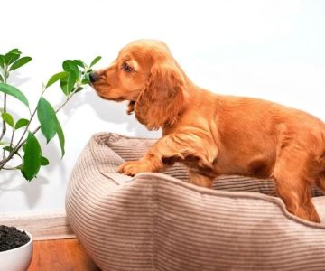 How to Prevent Your Pet from Eating Toxic Plants – Pet Safety Tips for Protecting Your Furry Friends