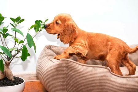 How to Prevent Your Pet from Eating Toxic Plants – Pet Safety Tips for Protecting Your Furry Friends