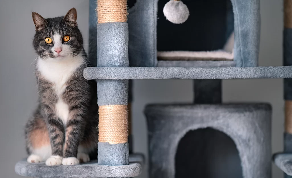 How to Make a Homemade Cat Tree – DIY Instructions and Ideas for Crafting the Perfect Cat Playground