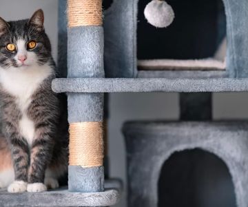 How to Make a Homemade Cat Tree – DIY Instructions and Ideas for Crafting the Perfect Cat Playground