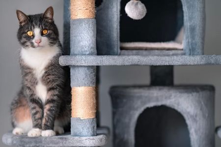 How to Make a Homemade Cat Tree – DIY Instructions and Ideas for Crafting the Perfect Cat Playground