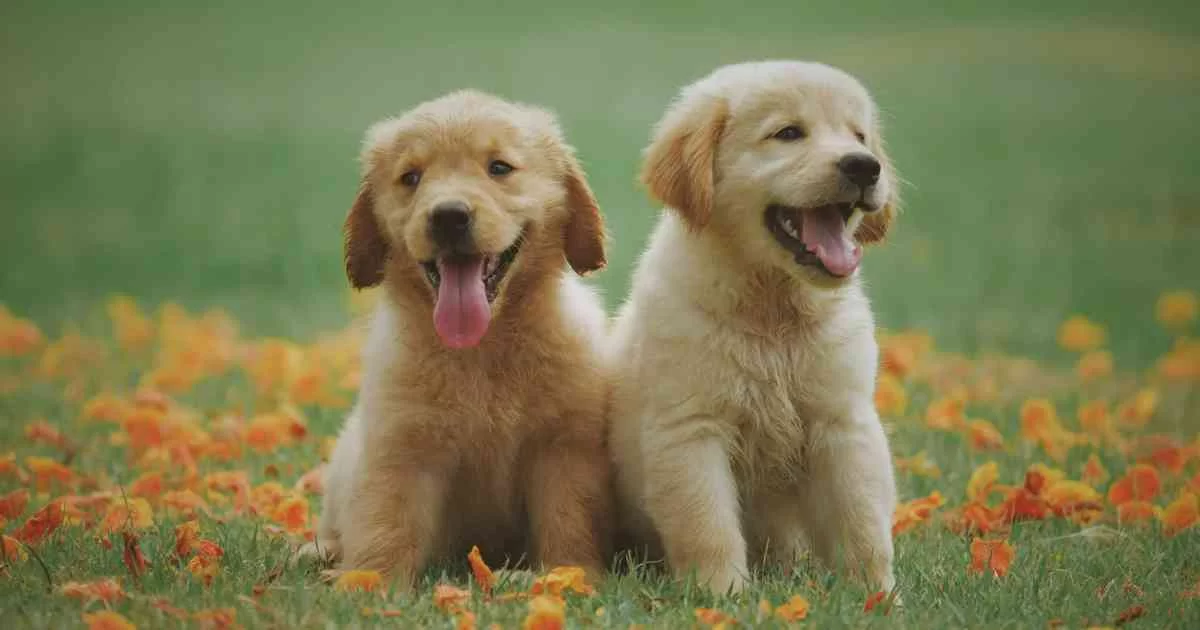 How to Successfully Introduce a Dog to a New Puppy: Expert Tips and Strategies