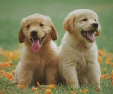 How to Successfully Introduce a Dog to a New Puppy: Expert Tips and Strategies