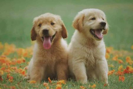 How to Successfully Introduce a Dog to a New Puppy: Expert Tips and Strategies