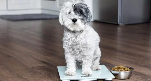 Best Diet for Overweight Dogs – Healthy and Effective Solutions for Managing Dog Weight